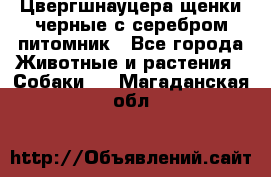 Цвергшнауцера щенки черные с серебром питомник - Все города Животные и растения » Собаки   . Магаданская обл.
